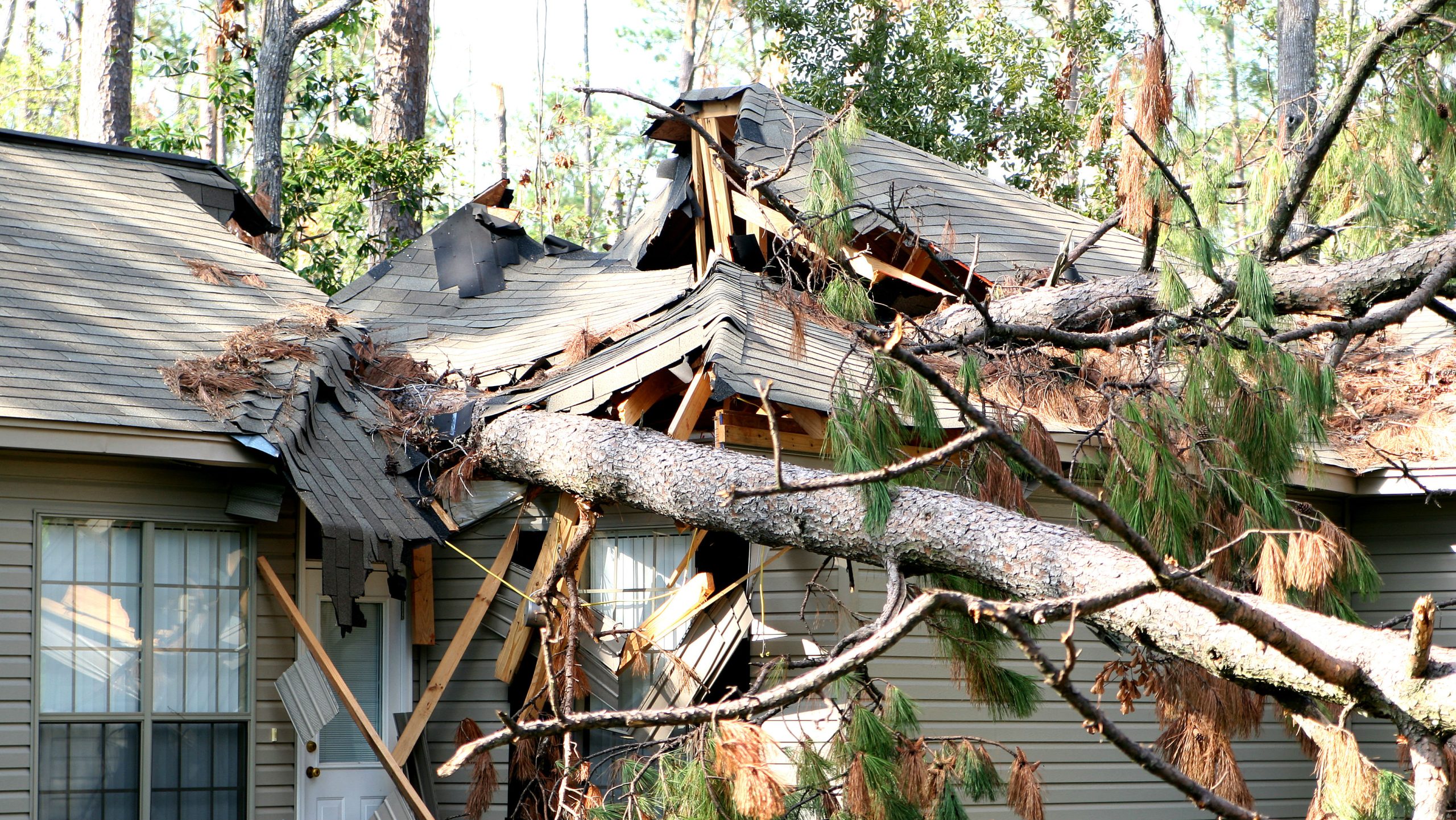Affordable Tree Damage Cleanup Services in Elizabeth, CO